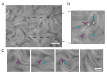 2D active microtubule fluid with emerging topological defects. a) Fluorescence microscope image of the fluid confined in 2D. Scale bar, 100 μm. b) Close-up of +1/2 defects (blue) and -1/2 defects (purple) and c) Time-lapse of active defects of opposite charge annihilating over time. Scale bar, 50 μm. (From Thesis: Amanda Tan, UCM)